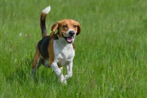 beagle