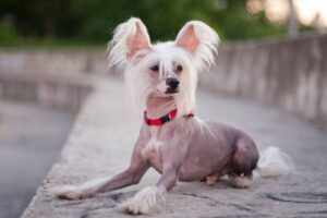 chinese crested