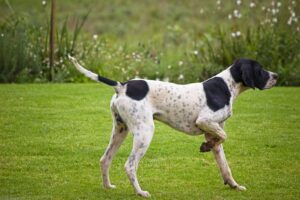 english pointer