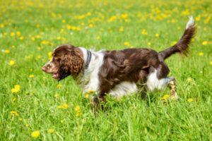 englischer springer spaniel