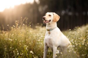 labrador retriever