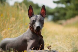 xoloitzcuintli (mexikanischer haarloser Hund)