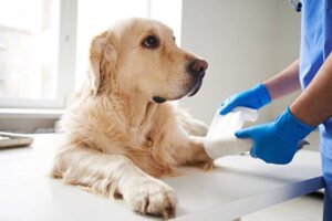 behandlungsmöglichkeiten für gelbes erbrechen bei hunden