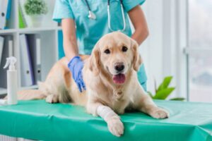 beratung mit tierärzten für die richtige diagnose und behandlung