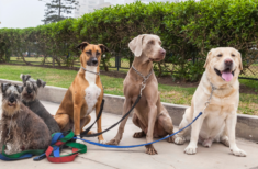 beste-hunde-fuer-anfaenger