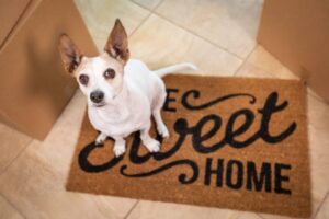 bringen sie ihren neuen hund nach hause