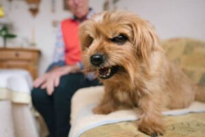 erforschen, wie angst und unruhe dazu beitragen, dass hunde besucher anknurren