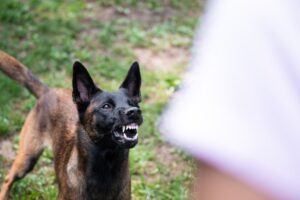 erklären, warum hunde besucher anknurren