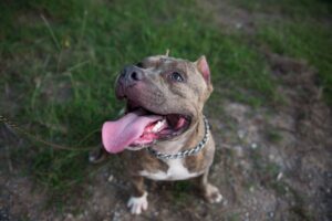 faktoren, die die bisskraft von pitbulls beeinflussen