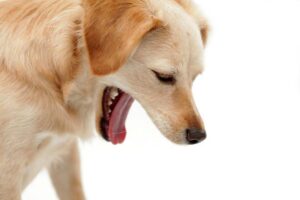 häufige ursachen für gelbes erbrechen bei hunden