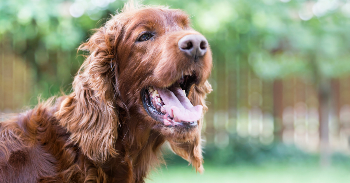 hund-atmet-schnell