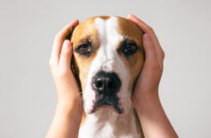 hund-hat-kalte-ohren