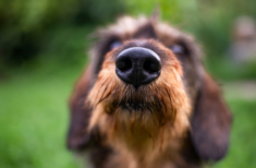 hund-nase-verstopft