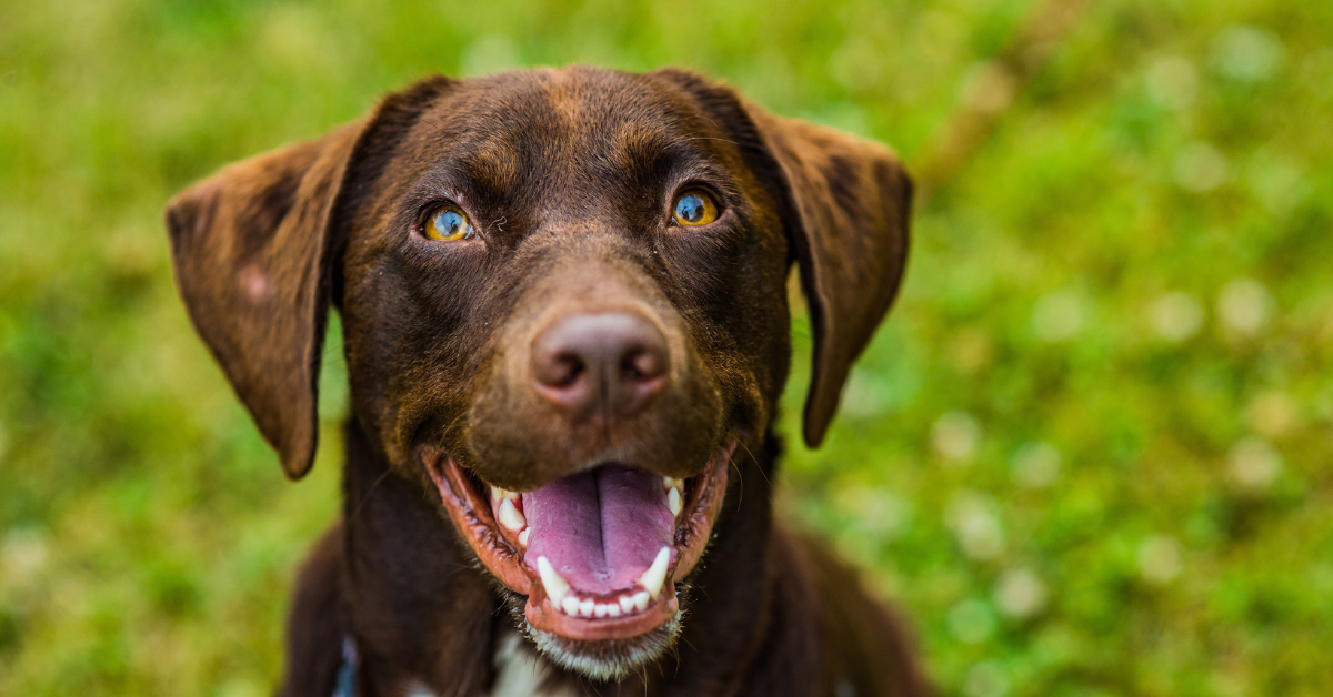 hund-ruelpst-stoesst-auf