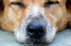 hund-tropft-aus-der-nase