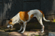 hunde-erbricht-braun