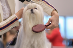 hundehaare-entfernen