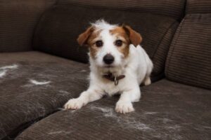 hundehaare von möbeln entfernen