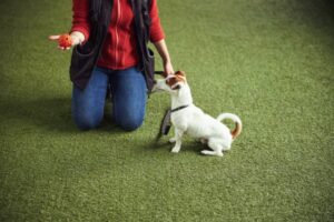 lokale hundetrainingskurse