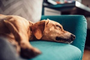 mögliche ursachen für das zittern des hundes im schlaf