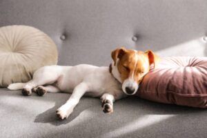 normaler schlafzyklus von hunden