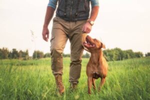 pitbulls als arbeitshunde