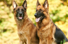 schaeferhund-rassen