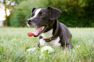 schnelles atmen bei hunden