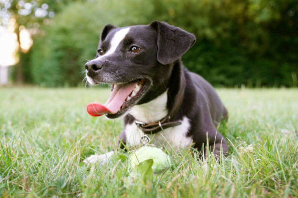Hund atmet schnell Alles Ursachen + was man tun sollte [2023]