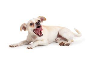 verhaltens- und gesundheitsfaktoren beim schmatzen von hunden