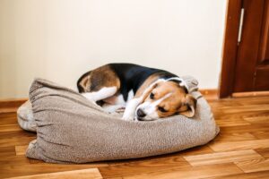 vorbeugende maßnahmen zur erhaltung der gesundheit eines hundes
