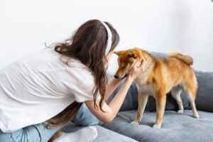 warum sich die ohren eines hundes kalt anfühlen können