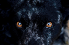 wie-sehen-hunde
