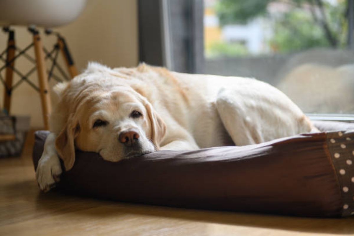 Hund zittert im Schlaf: Ursachen, Risiken + was man tun kann [2023]