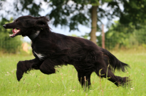Afghanischer Windhund
