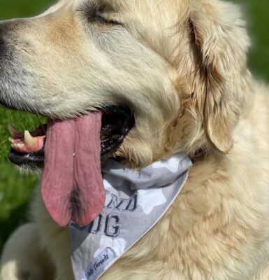atemprobleme-bei-hunden