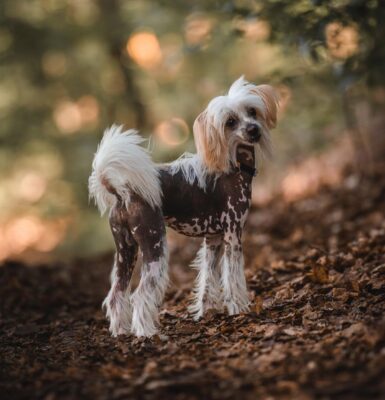 chinesischer-schopfhund.jpg