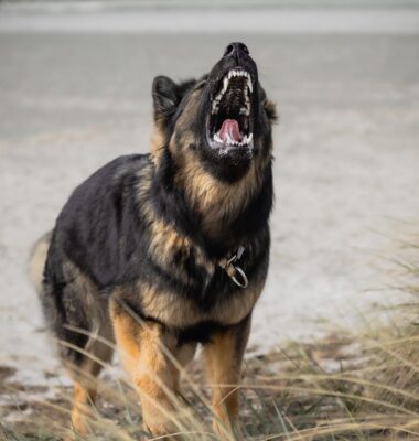 deutscher-schäferhund-bellt