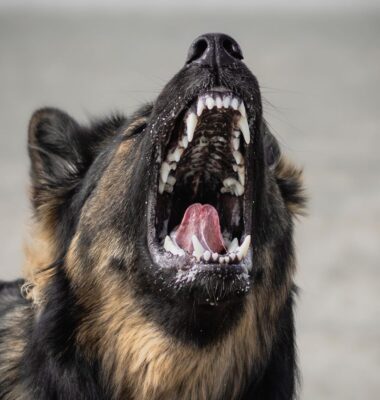 deutscher-schäferhund-bellt-zeigt-zähne