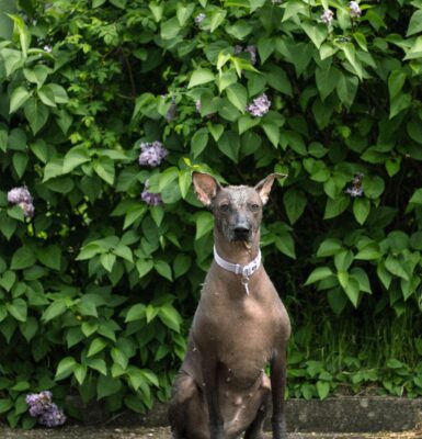 haarloser-hund.jpg