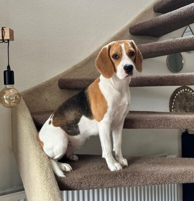 hund-anfaengerfreundlich-beagle