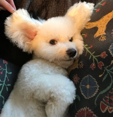 hund-anfaengerfreundlich-bichon-frise