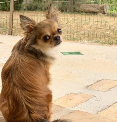 hund-anfaengerfreundlich-chihuahua