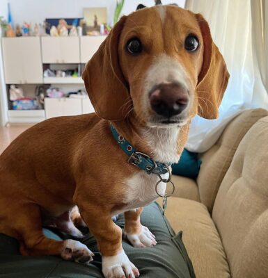 hund-anfaengerfreundlich-dackel