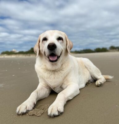 hund-anfaengerfreundlich-labrador