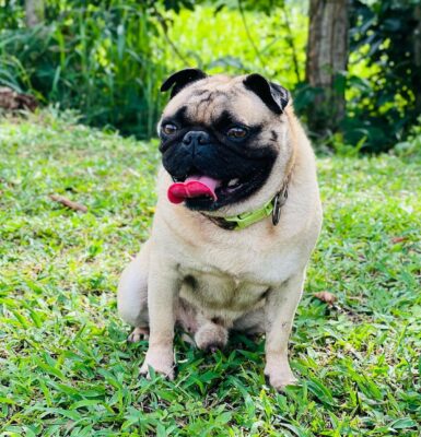 hund-anfaengerfreundlich-mops