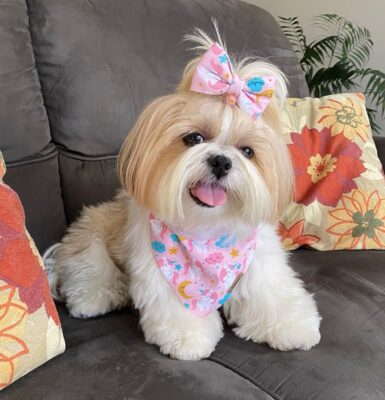 hund-anfaengerfreundlich-shih-tzu