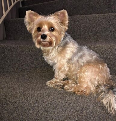 hund-anfaengerfreundlich-yorkshire-terrier