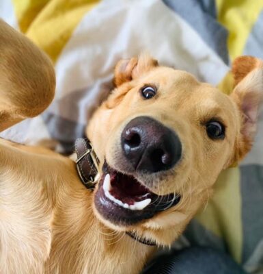 hund-atmet-schnell