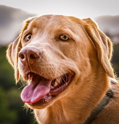 hund-atmet-schwer